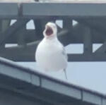 Screaming seagull